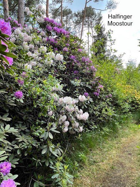 ../Images/A-halfing rhodo2.jpg